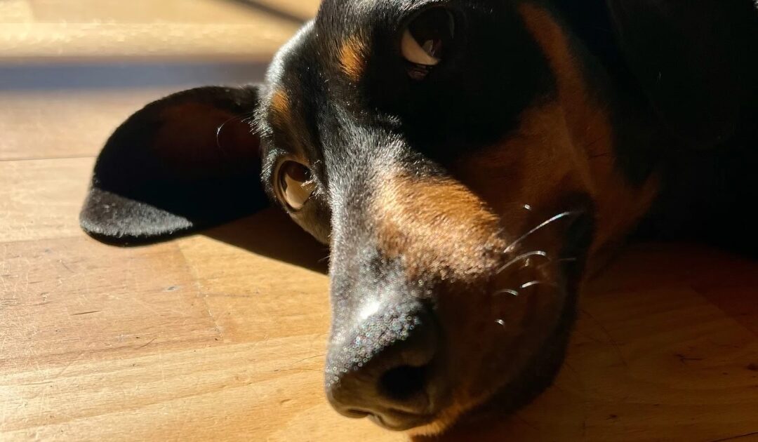Nahaufnahme einer Hundenase, die die außergewöhnlichen Fähigkeiten des Geruchssinns und seine Bedeutung für die Gesundheit und das Wohlbefinden des Hundes symbolisiert.