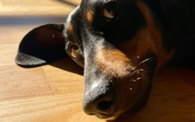 Die Nase – das Tor zur Welt