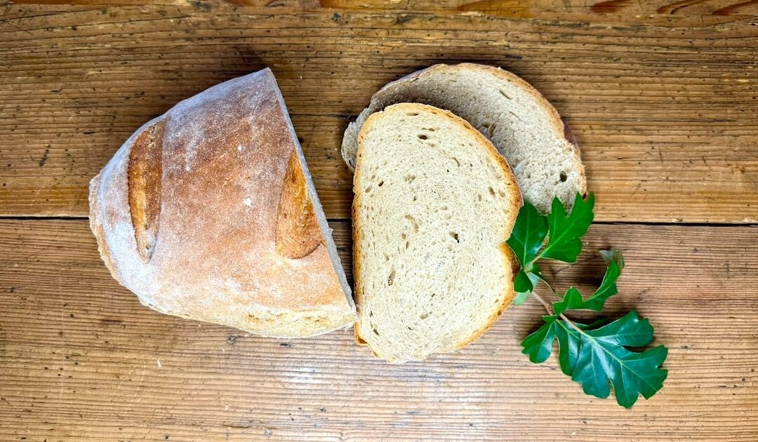Frisches Brot als Symbol für geteilte Hundeernährung mit Geschichte und natürlicher Fürsorge.