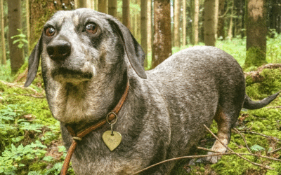 Epigenetik & Nutrigenomik