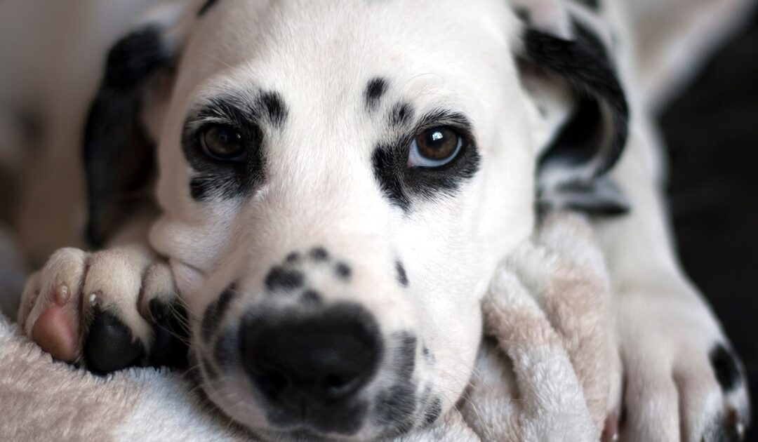 Dalmatiner und Hyperurikosurie – Warum es nicht nur um Verdauung geht