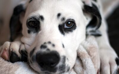 Dalmatiner und Hyperurikosurie – Warum es nicht nur um Verdauung geht