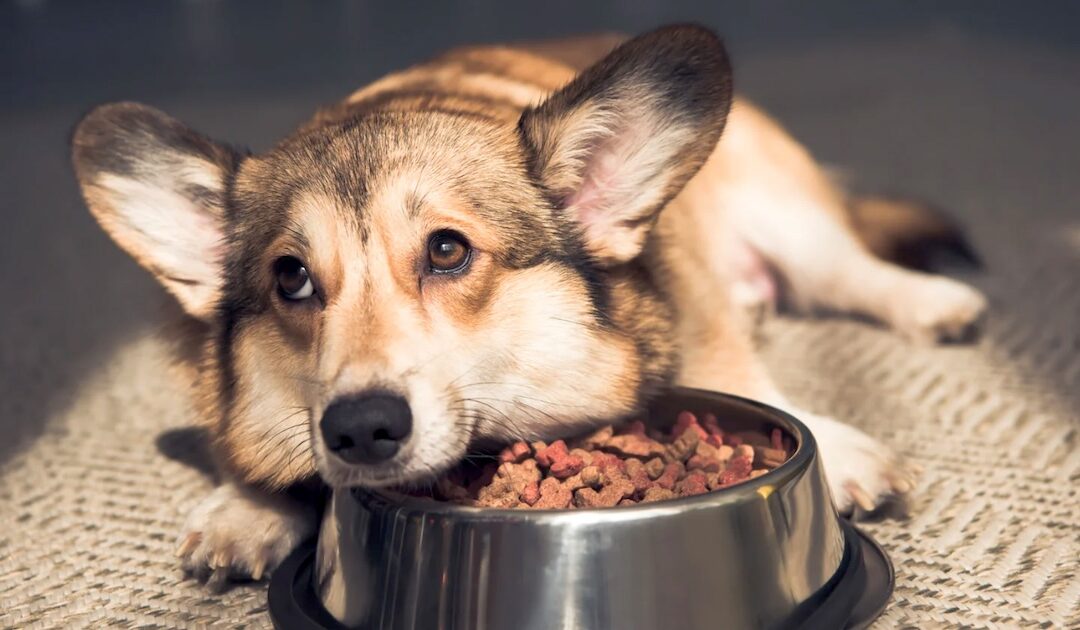 Wer über Verhalten spricht, muss auch über Nahrung sprechen