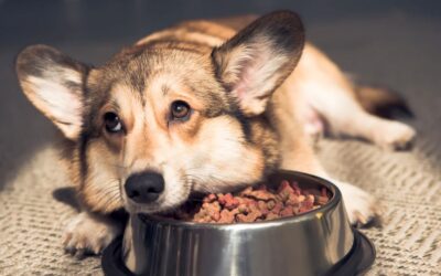Wer über Verhalten spricht, muss auch über Nahrung sprechen