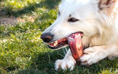 Der Stoffwechsel des Hundes – Warum er kein kleiner Mensch ist